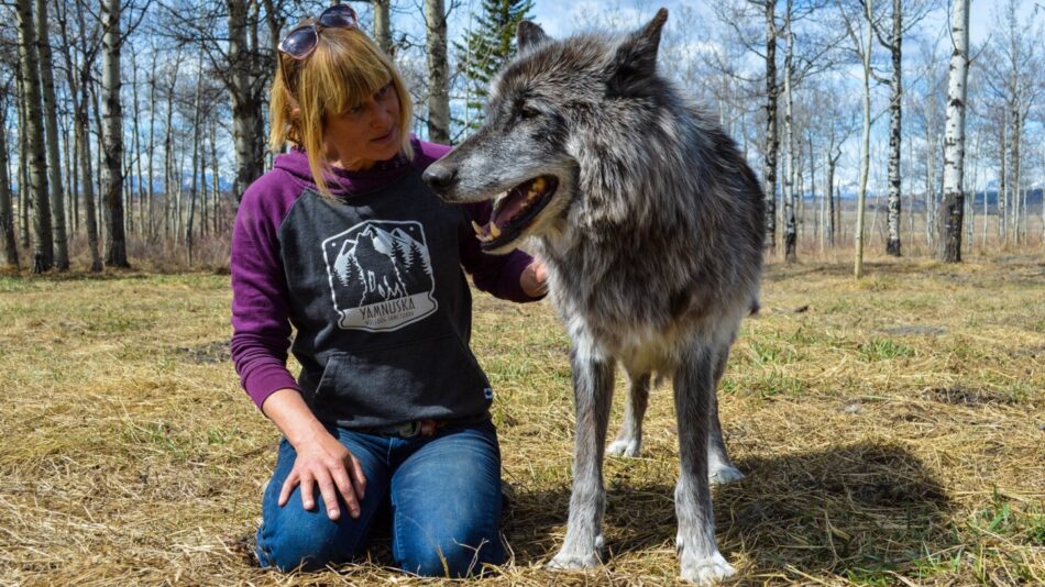 Yamnuska Wolfdog Sanctuary