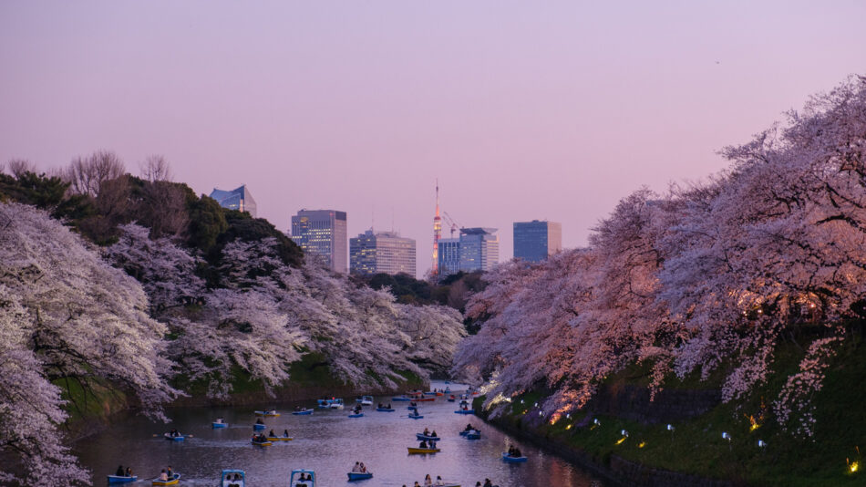 japan cherry blossoms