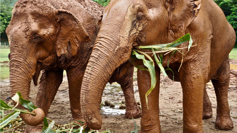 elephants in elephant sanctuary in chiang mai