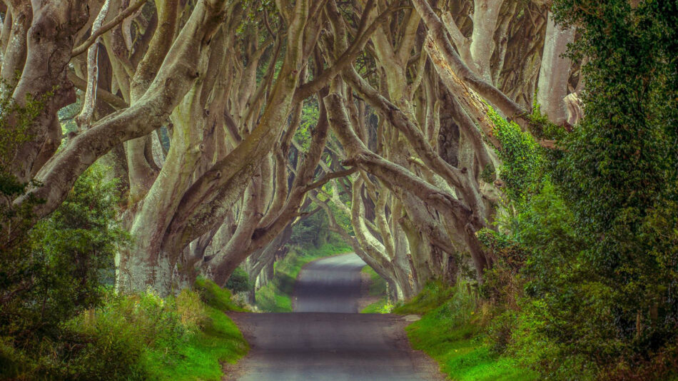 The Dark Hedges, Northern Ireland