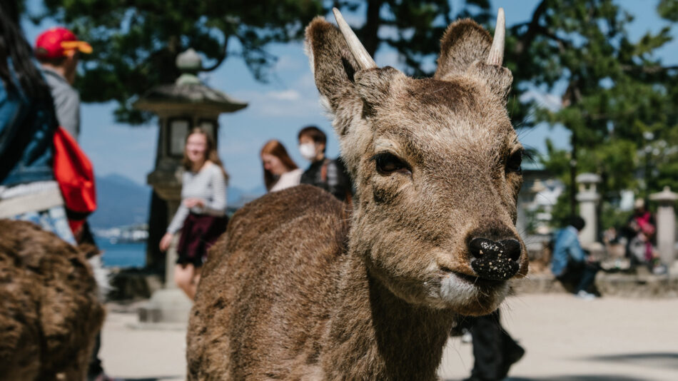 Image of a deer from the deer park in Nara