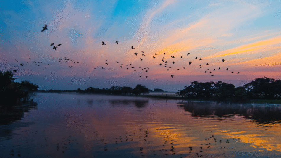 Sunset over Kakadu with silhouettes of birds flying