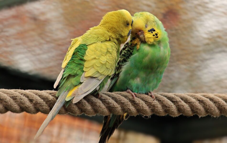 animal-love