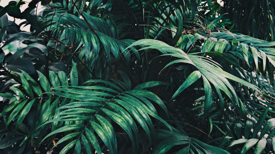 bucharest botanical gardens