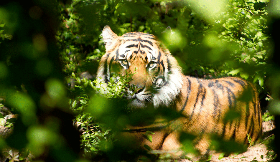 bengal-tiger-north-India-safari