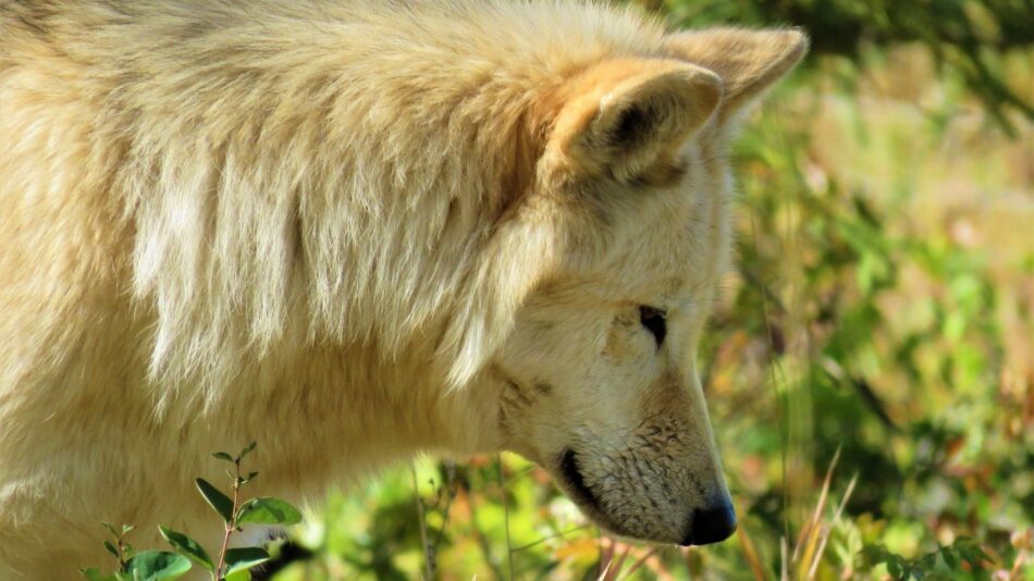 Wolfdog