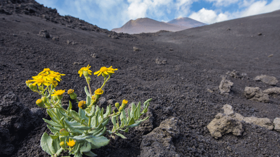 In the midst of a black lava field in Sicily, a vibrant yellow flower stands tall.