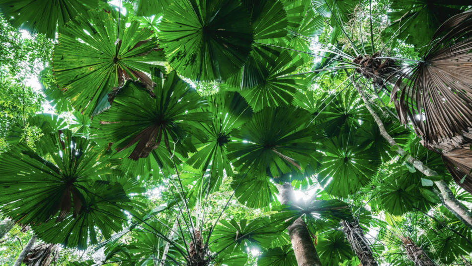 Daintree Rainforest in Australia
