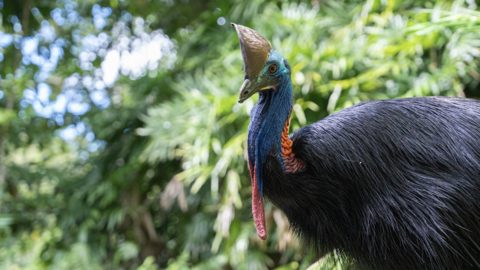 Cassowary bird in Daintree Rainforest