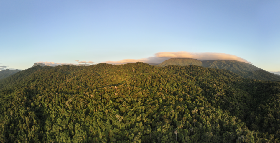 Daintree Rainforest in Australia