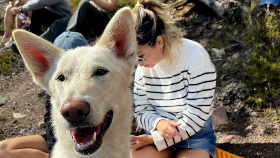 Travellers and husky enjoying traditional fika in Sweden