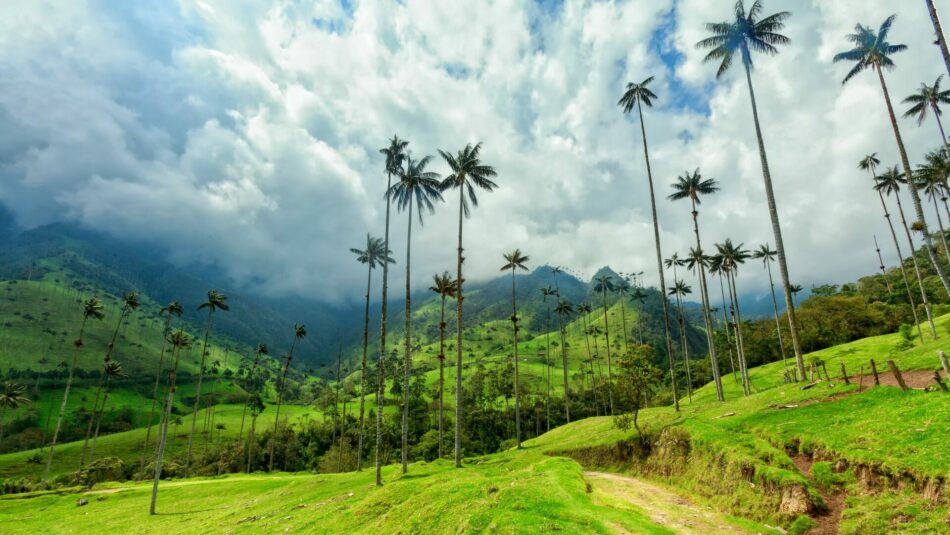 palm trees of Cocora Valley, Colombia