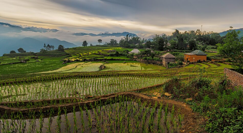 rice fields in Vietnam