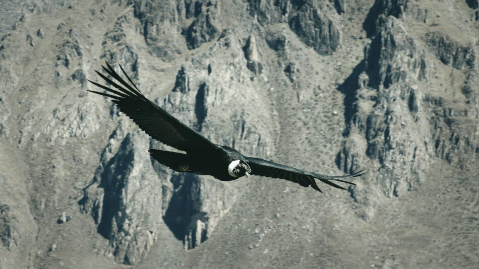 vulture flying over Colca Canyon in Peru