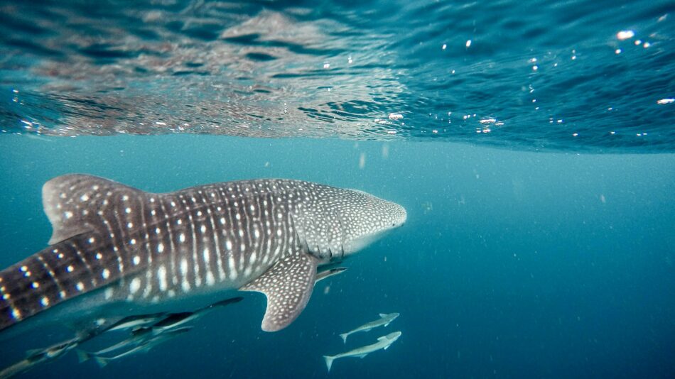 A large whale shark swimming in the ocean, a must-see attraction for visitors exploring Mexico's coastline.