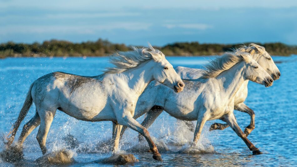 Camargue ponies, France