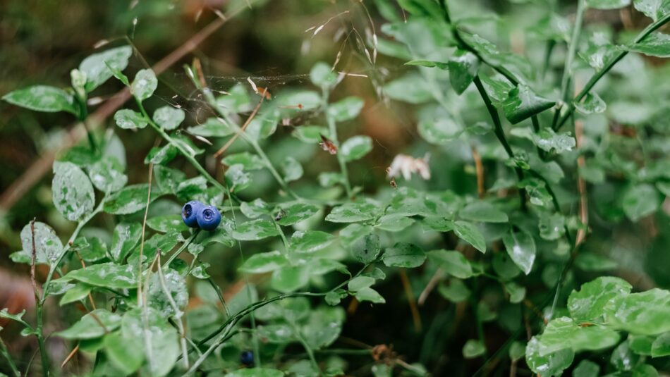 wild blueberries, Canada