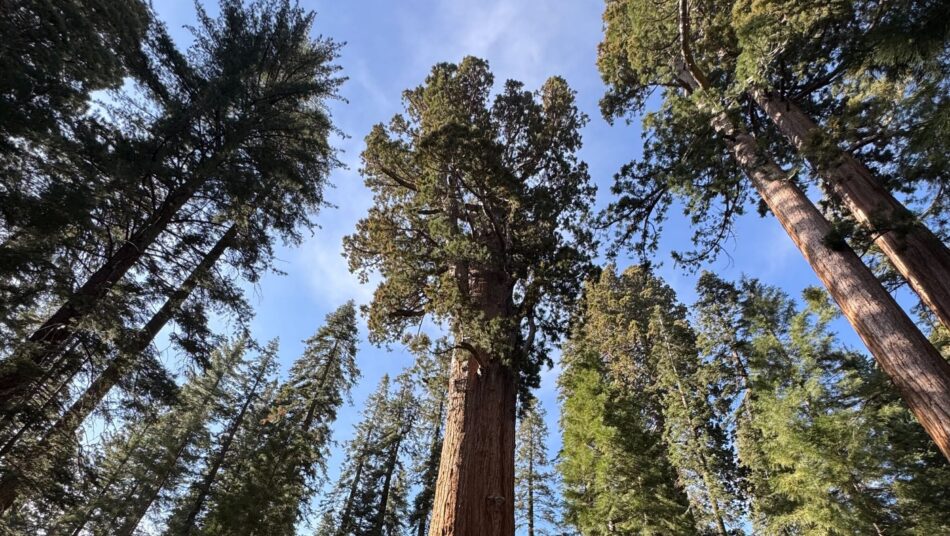 Sequoia National Park in USA