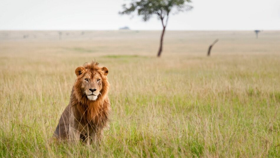 Lion in Kenya