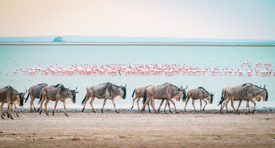 wildebeest migration of Kenya