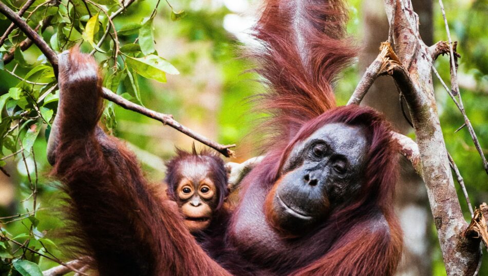 orangutans in borneo