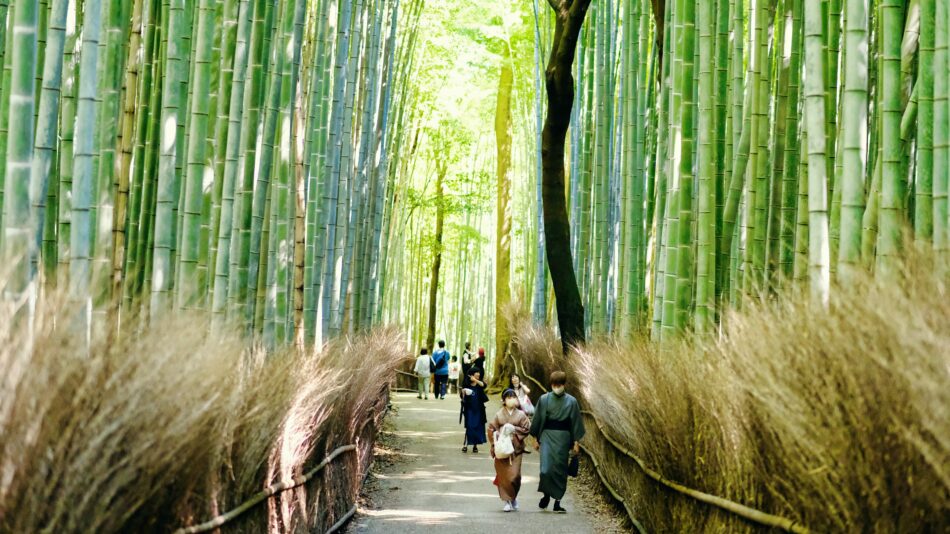 bamboo forest japan