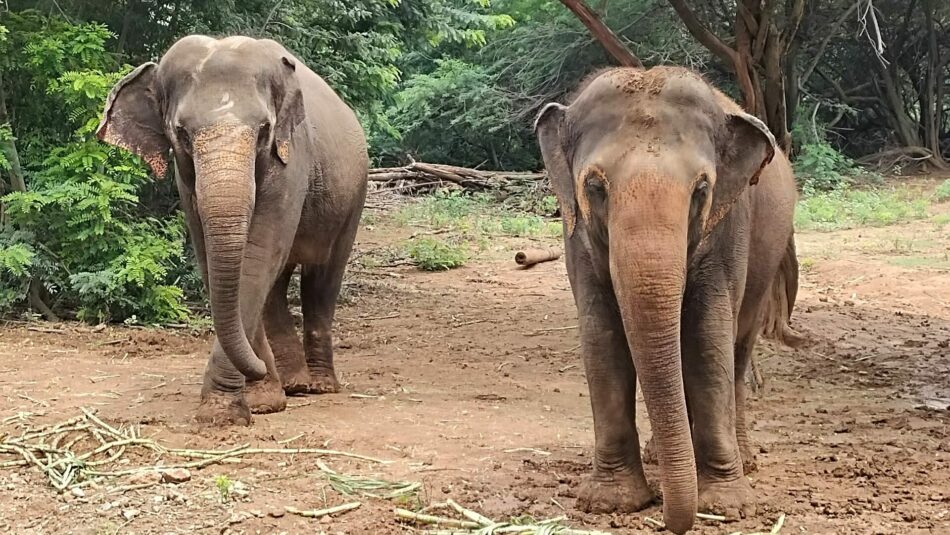 elephant sanctuary