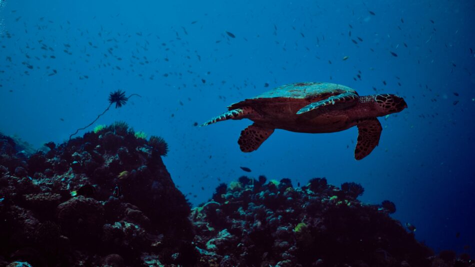 sea turtle