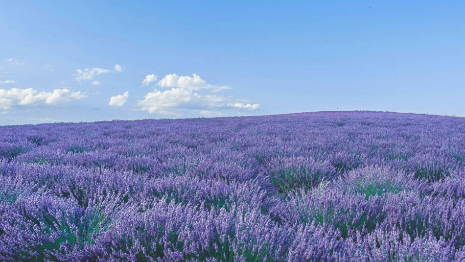 lavender fields of Provence