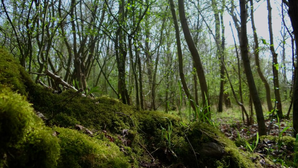 Bourne Wood, Farnham, England