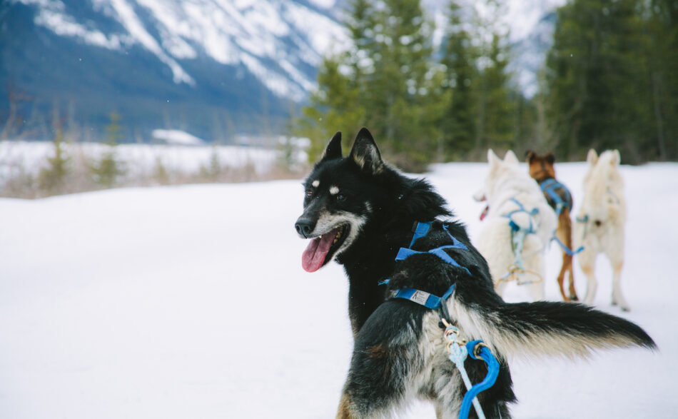 Dog sledding in Canada