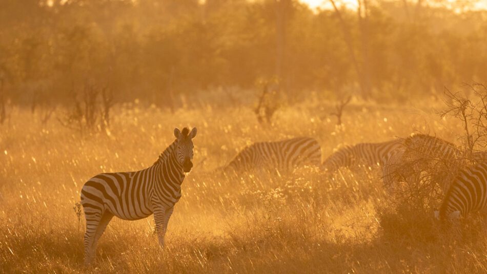 OKAVANGO-DELTA