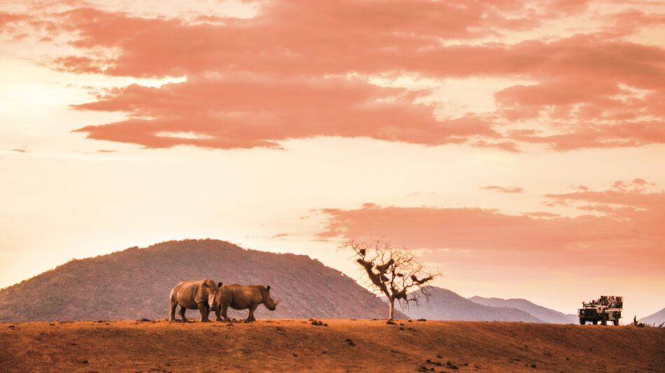 Rhino in South Africa