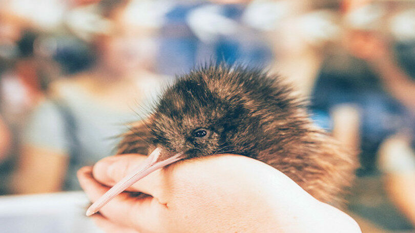 Kiwi Encounter, Rotorua, Contiki Cares