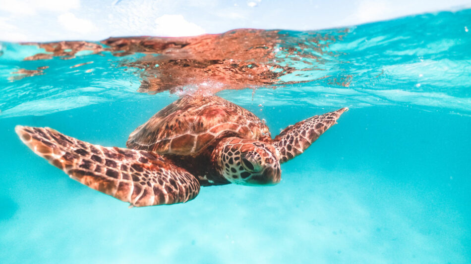 great barrier reef turtles