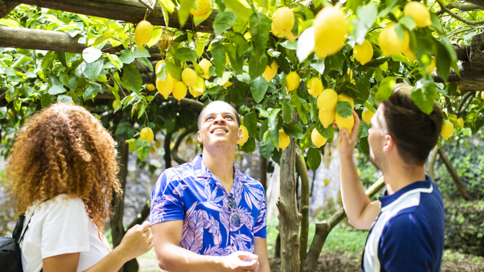 Amalfi lemon farm