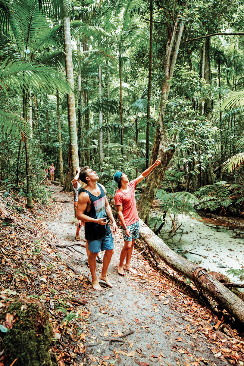 Daintree Rainforest