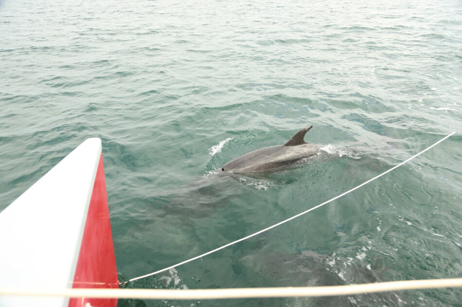 Dolphins next to boat- things to do in croatia