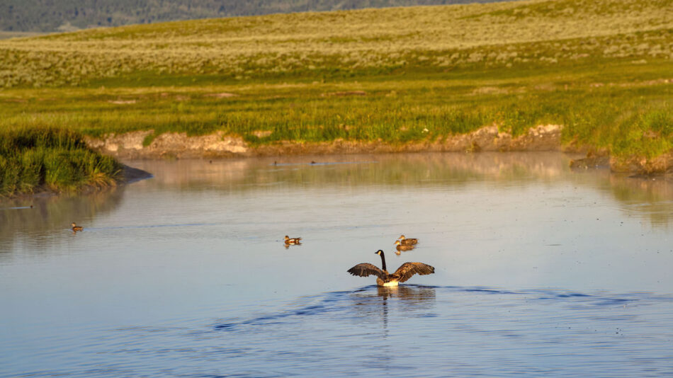 Canadian geese and ducks in the water.