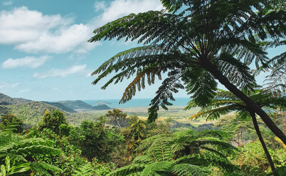 Daintree Experience