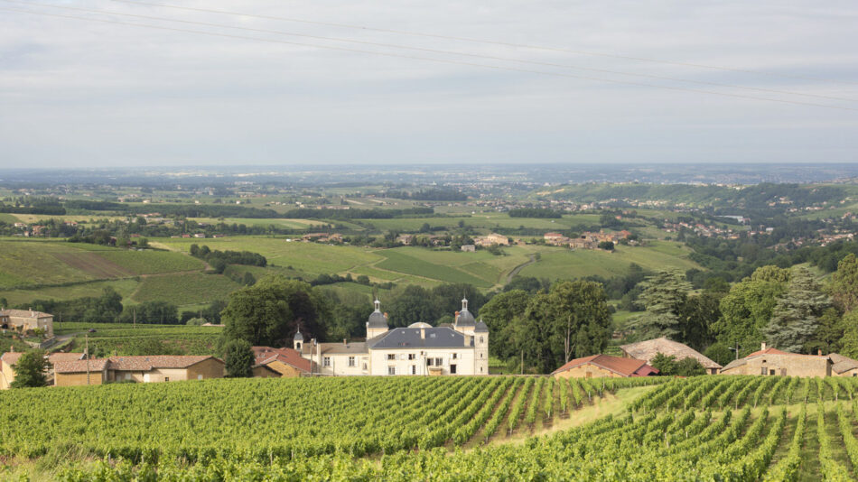 A view of a vineyard.