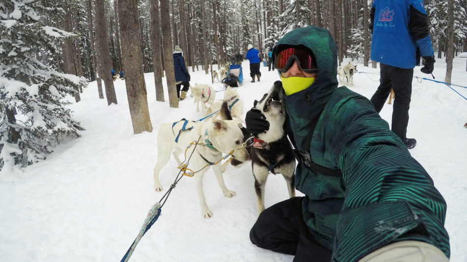 A man is taking a selfie with a group of huskies.