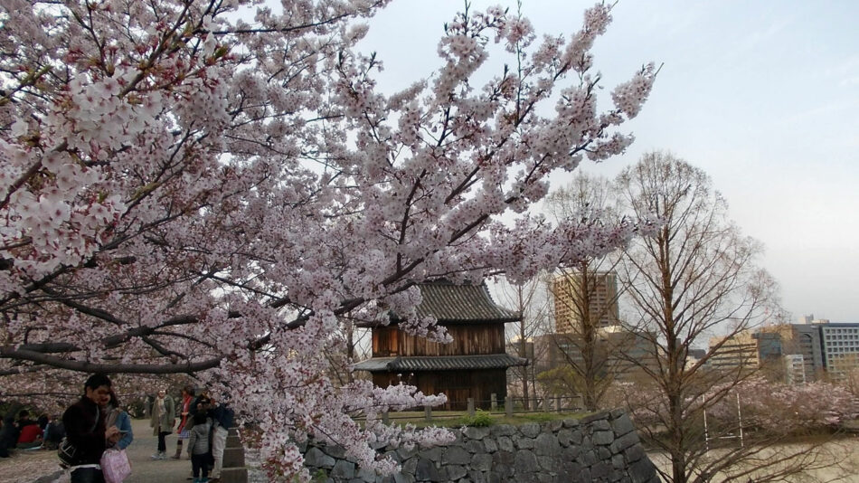 japan-cherry-blossom