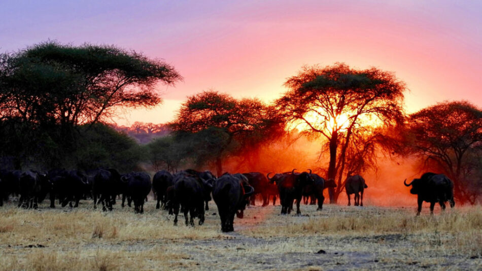 A herd of wildebeest walking in the grass during a Tanzania travel adventure at sunset.