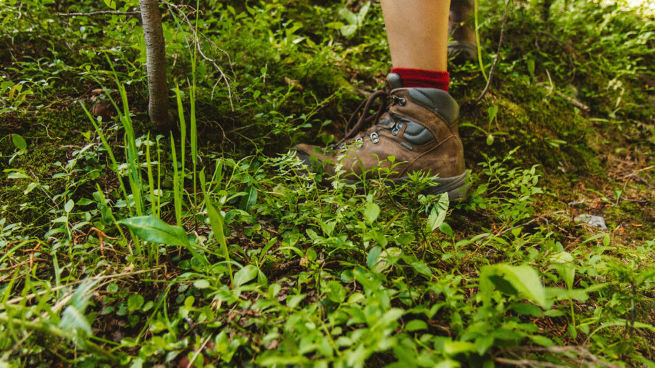 Forest foraging