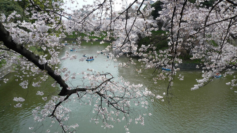 japan-cherry-blossom