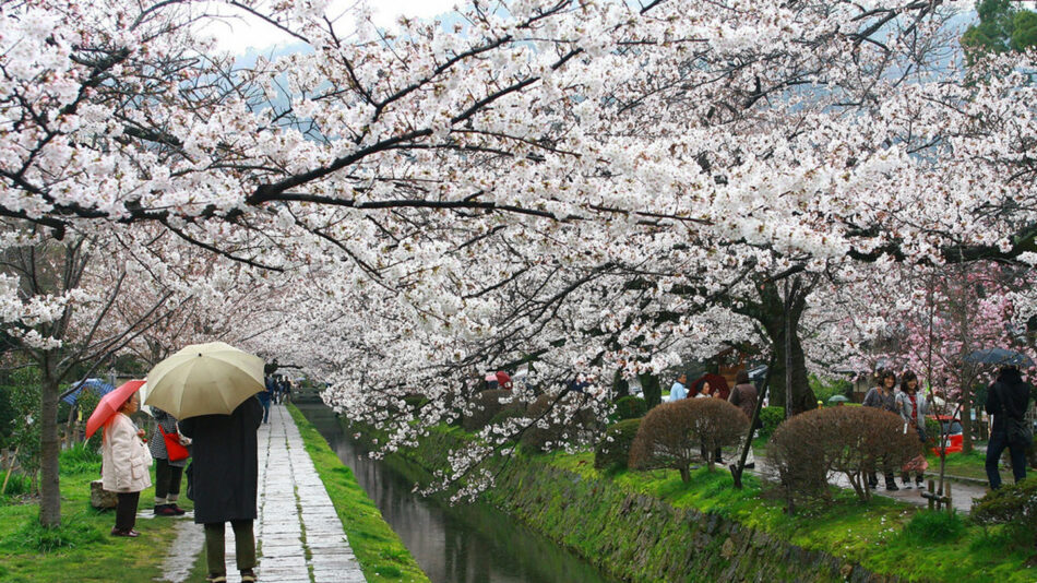 japan-cherry-blossom