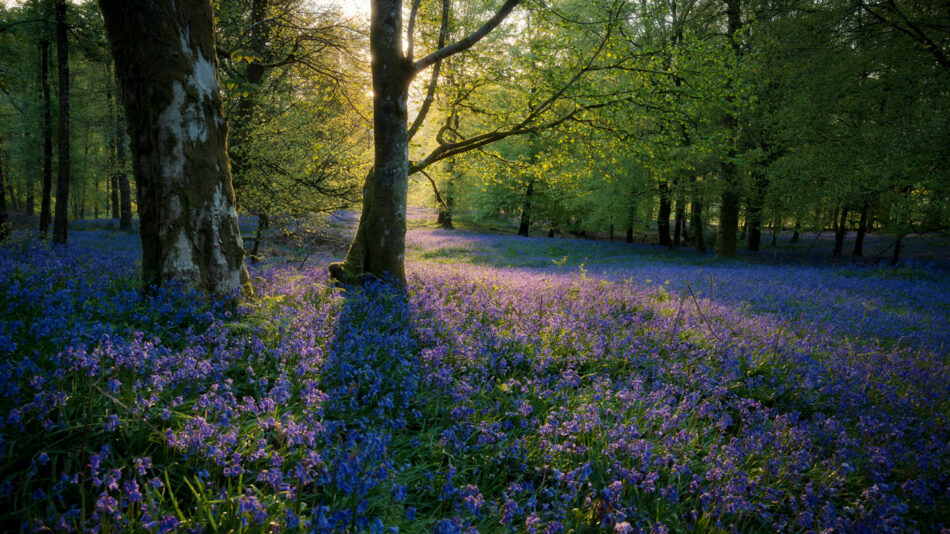 lake-district-uk-bluebells - one of the best reasons to do a wellness retreat in the uk