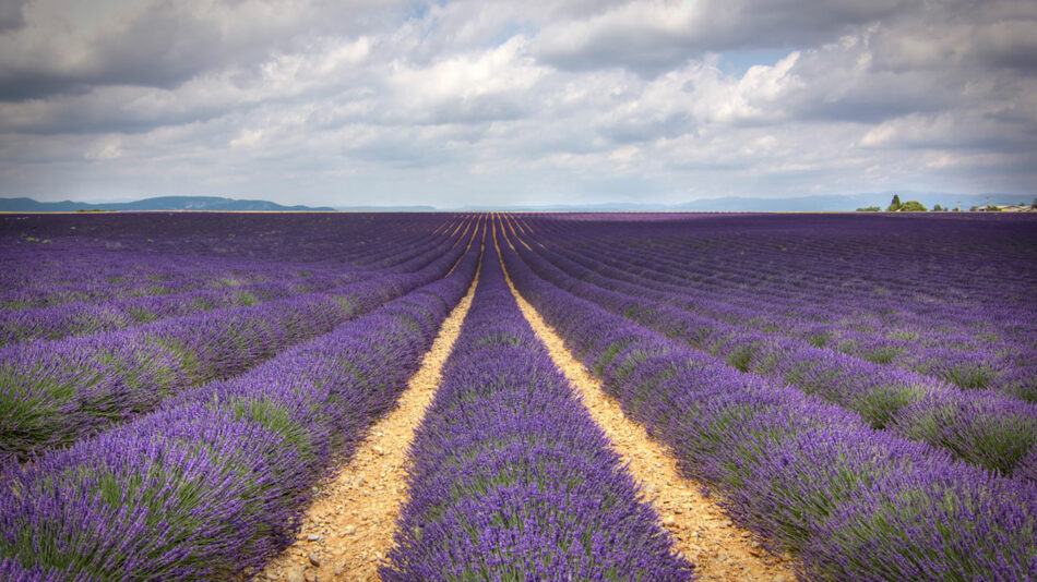 lavender-france