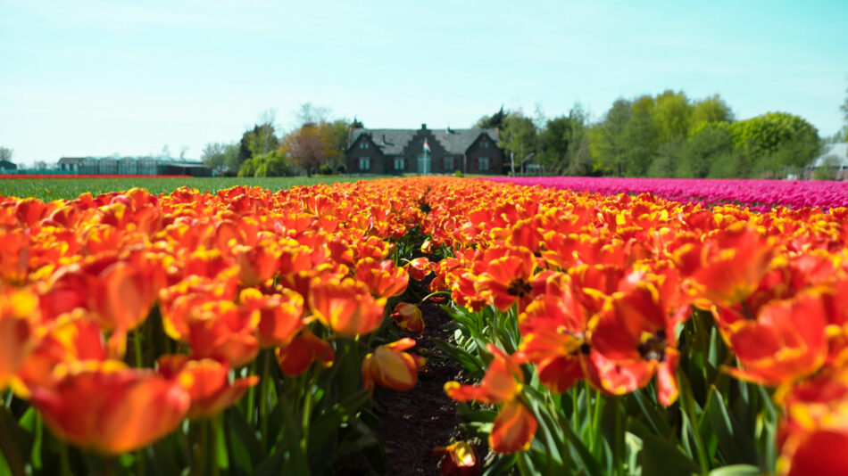 lisse-netherlands-tulips